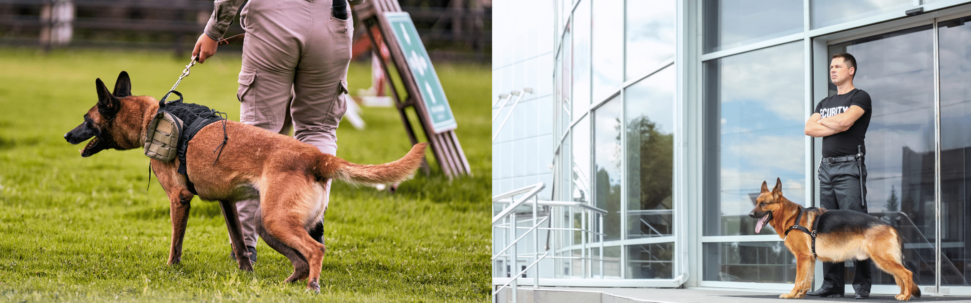 Malinois belge équipé d'un harnais tactique lors d'un entraînement cynophile et agent de sécurité en tenue noire surveillant l'entrée d'un bâtiment avec un berger allemand